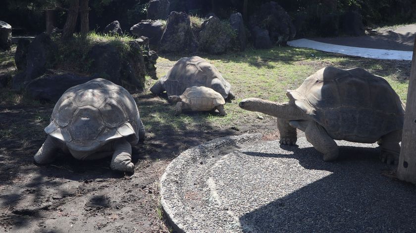 ゾウガメ屋外放飼場への引越し