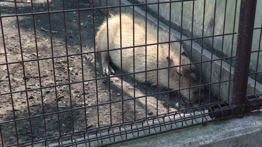 ゾウガメ屋外放飼場への引越し