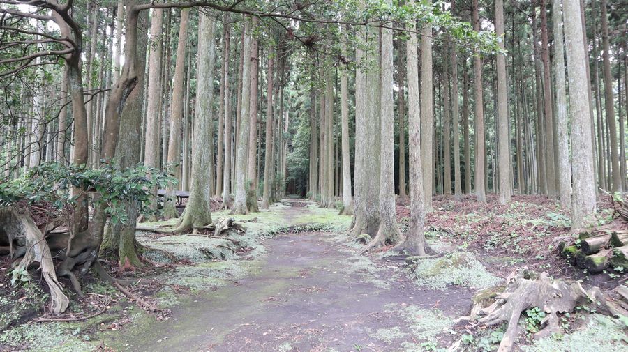 波治加麻神社