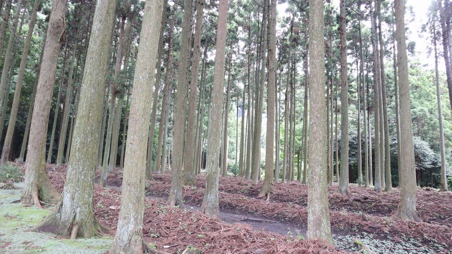 波治加麻神社