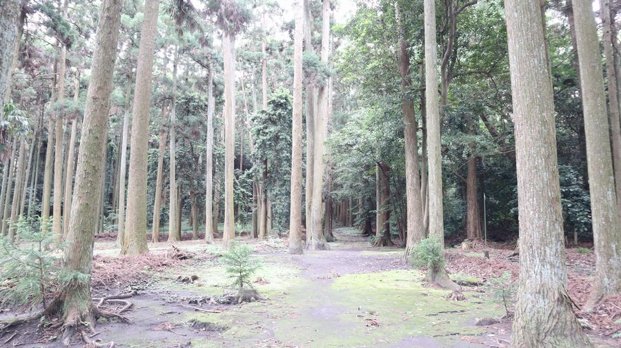 波治加麻神社