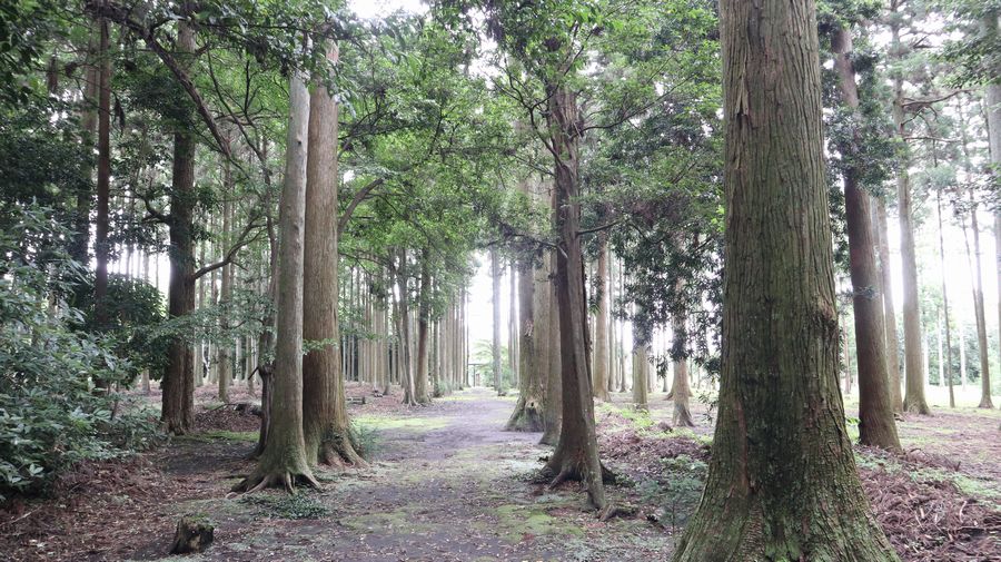 波治加麻神社