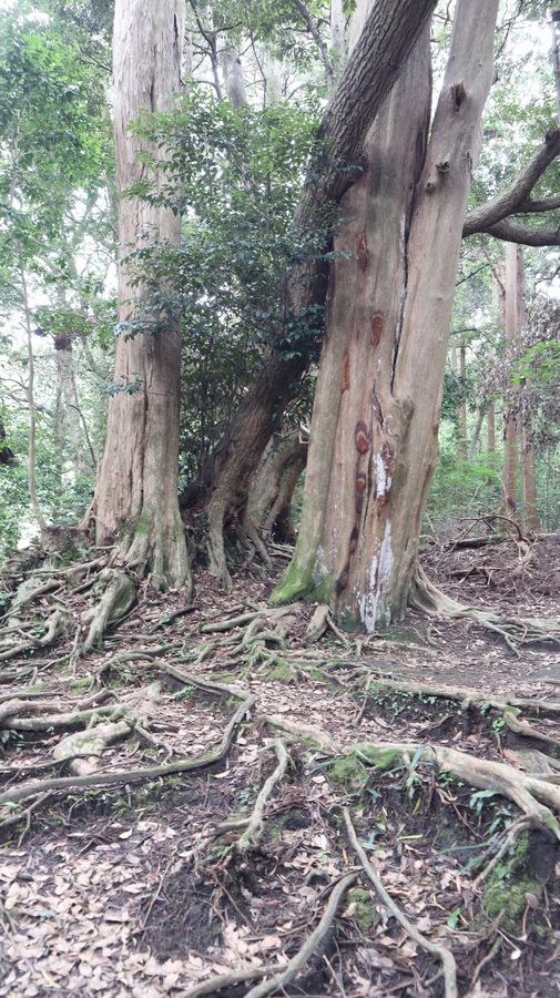 波治加麻神社