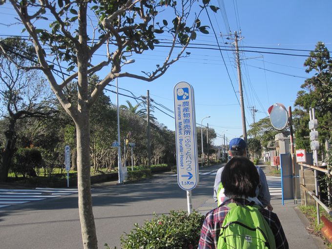 伊豆諸島ウォークin大島