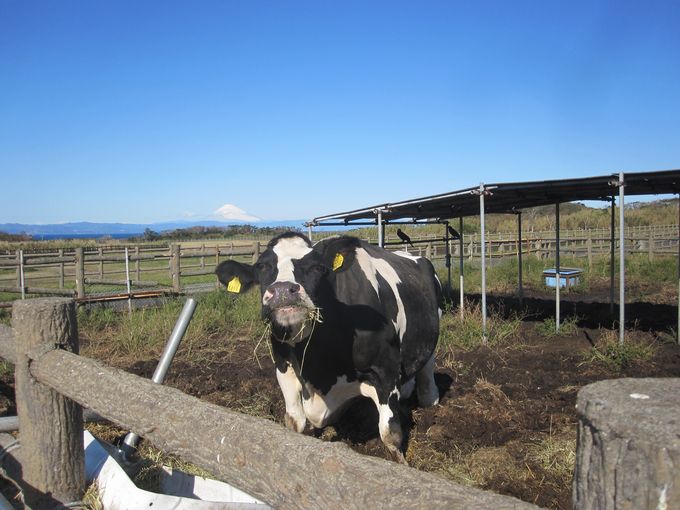 伊豆諸島ウォークin大島