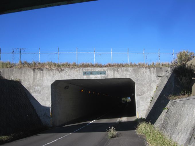 伊豆諸島ウォークin大島