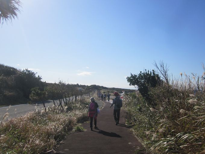 伊豆諸島ウォークin大島