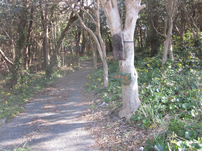 伊豆諸島ウォークin大島