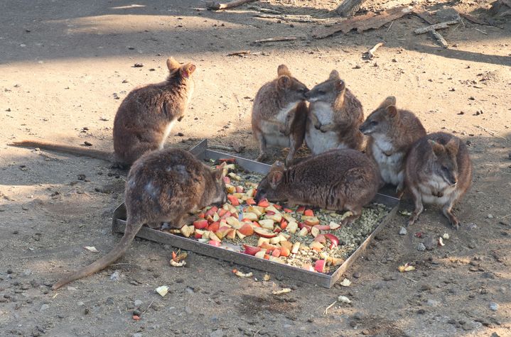 大島公園動物園　ワラビー