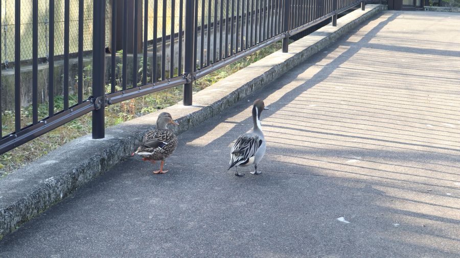 大島公園動物園