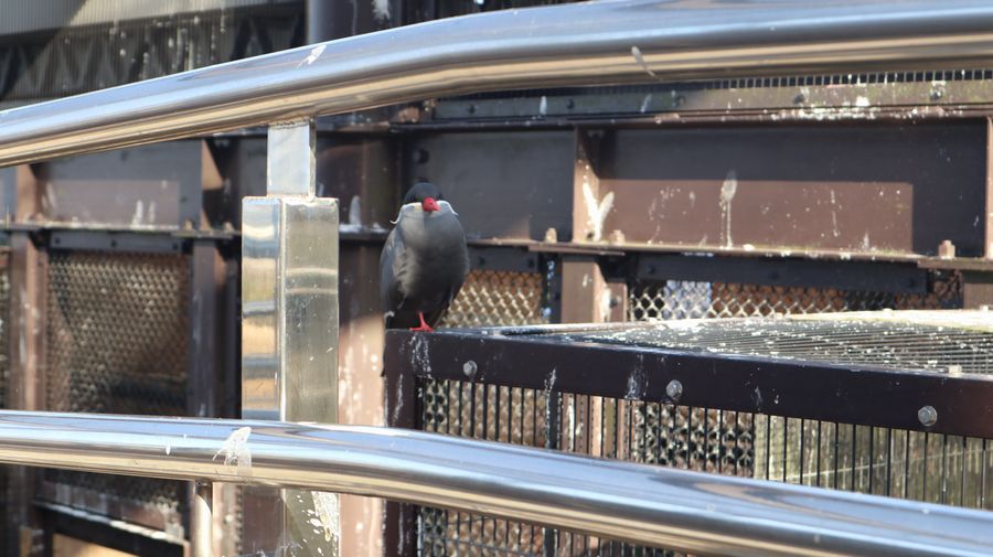 大島公園動物園　インカアジサシ