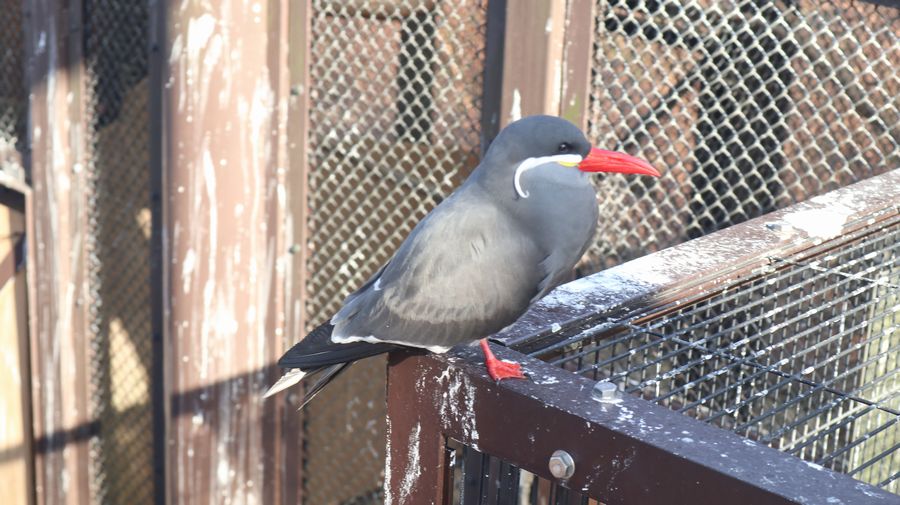 大島公園動物園　インカアジサシ