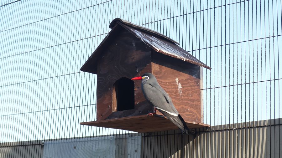 大島公園動物園　インカアジサシ