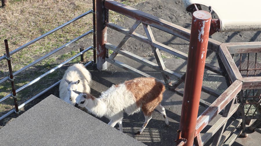 大島公園動物園　ラマ