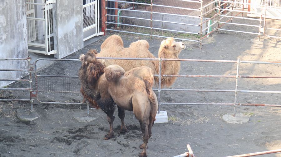 大島公園動物園　フタコブラクダ