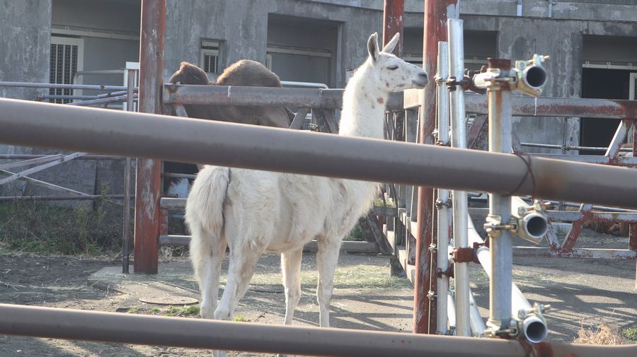 大島公園動物園　ラマ