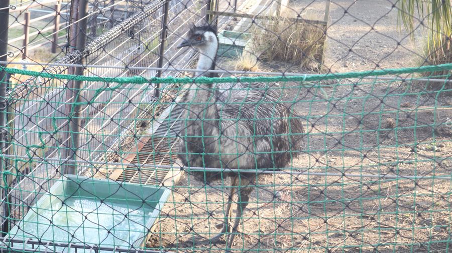 大島公園動物園　エミュー