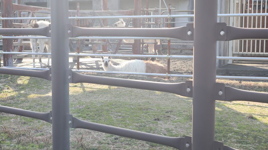 大島公園動物園　ラマのラテ