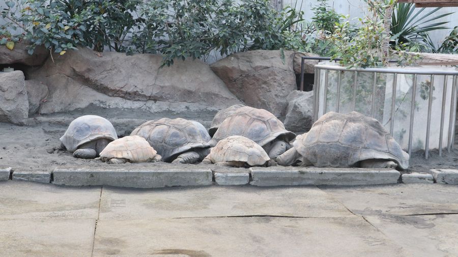 大島公園動物園　ゾウガメ