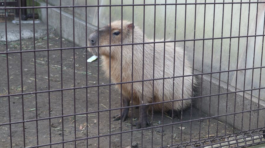 大島公園動物園　カピバラ