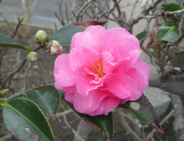 伊豆大島　見かけた植物