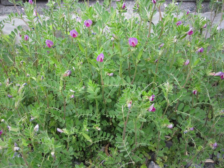 伊豆大島　見かけた植物