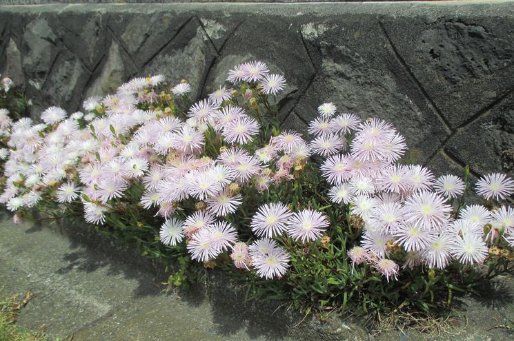 伊豆大島　見かけた植物