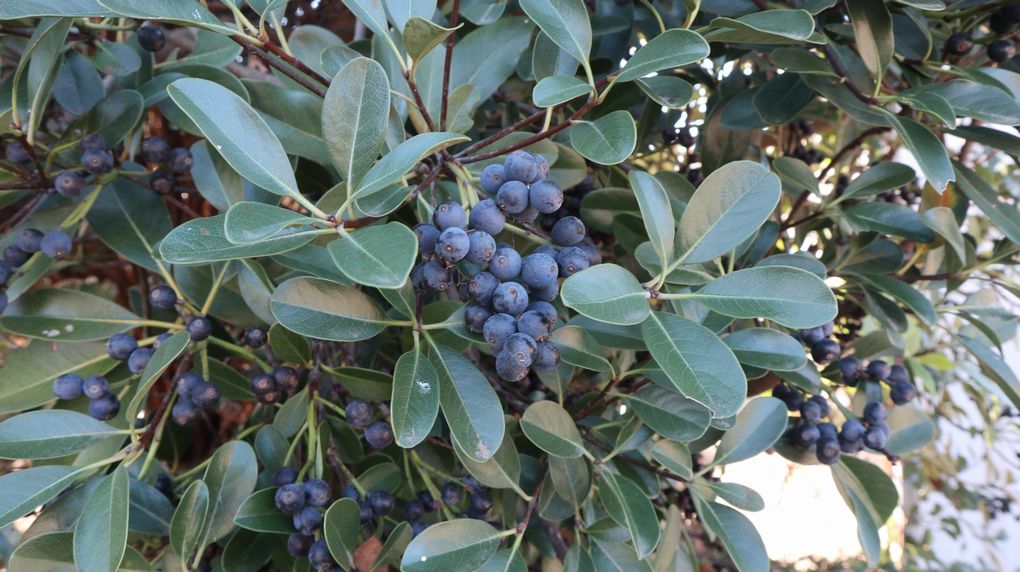 伊豆大島　見かけた植物