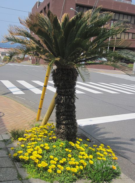 伊豆大島　見かけた植物