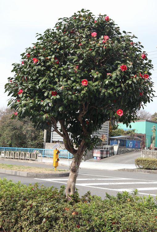 伊豆大島　見かけた植物