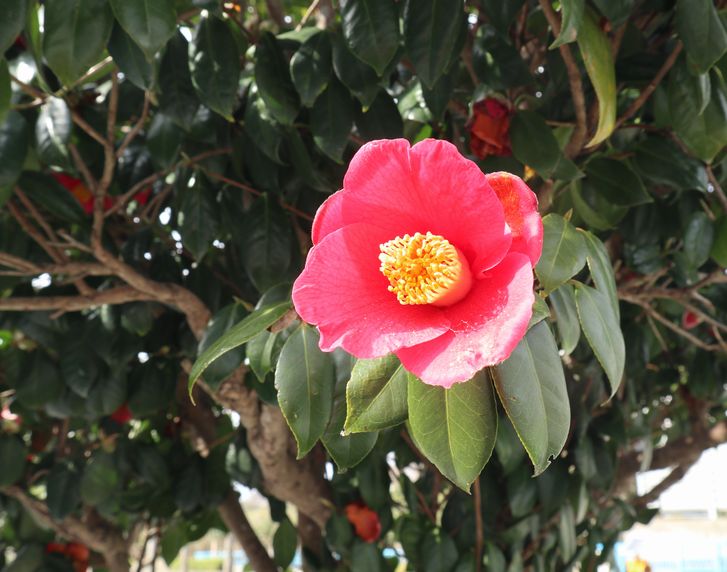 伊豆大島　見かけた植物