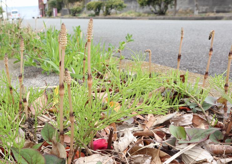 伊豆大島　見かけた植物