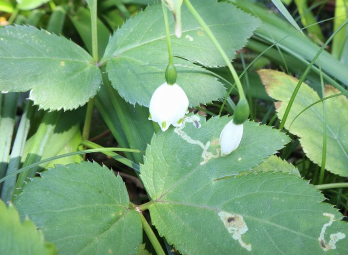 伊豆大島　見かけた植物