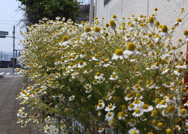 伊豆大島　見かけた植物