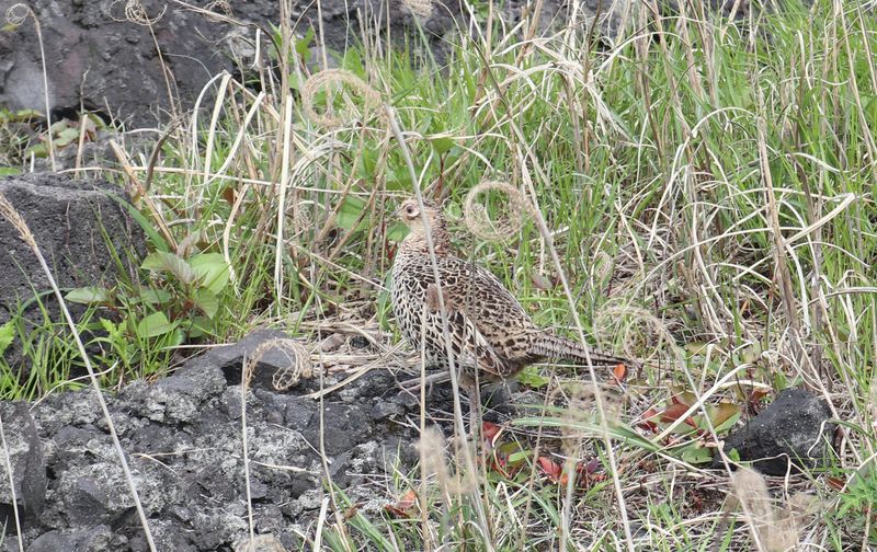 見かけた鳥たち