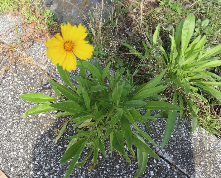 伊豆大島　見かけた植物