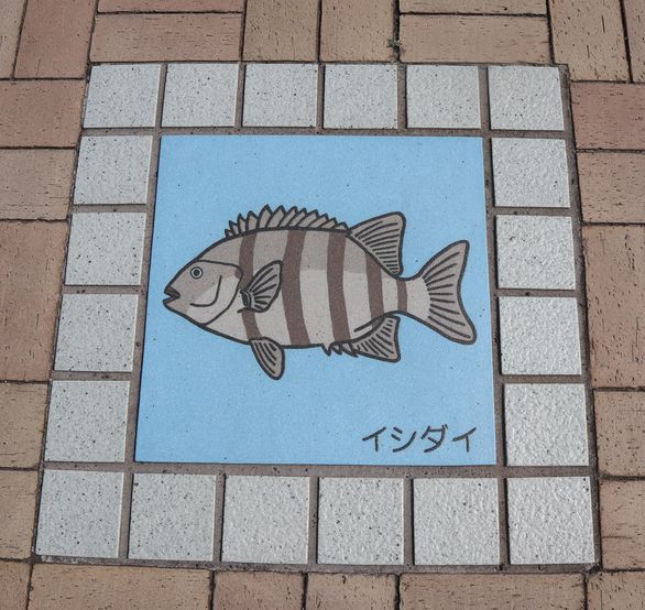 大島での生活　散歩道