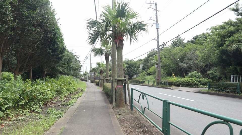 大島での生活　散歩道